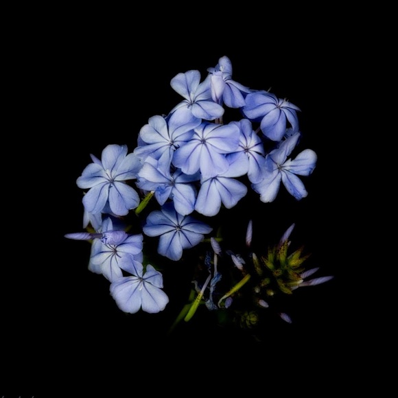 Meet your Posher, Denise - Picture 1 of 1